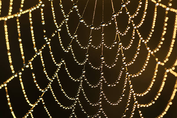 abstract background from a web shine in the sun