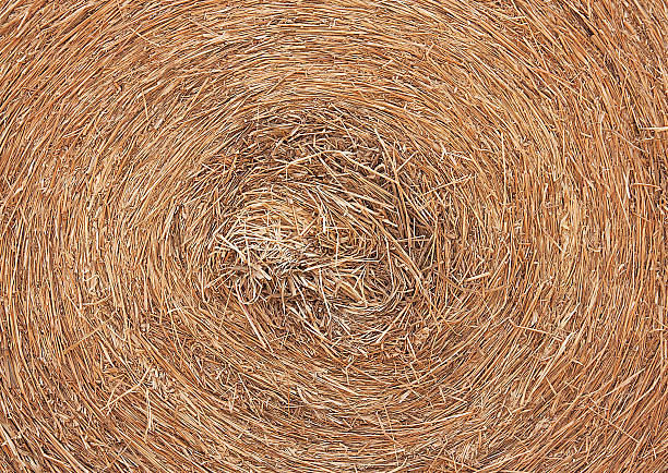 circle thatch stock photo