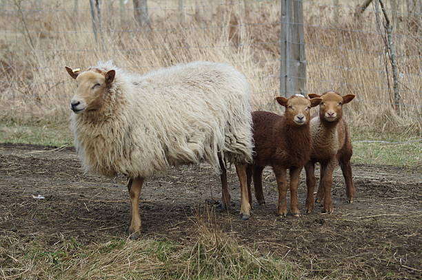 istock California Red ewe with lambs 494182431