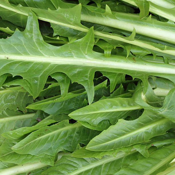 green chicory foliage Puntarelle or cicoria di catalogna or cicoria asparago,type of  chicory, italian market in december puntarelle stock pictures, royalty-free photos & images