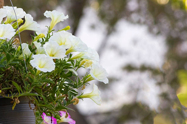 Petunias are one of the most popular type of annual. They are divided into two different groups