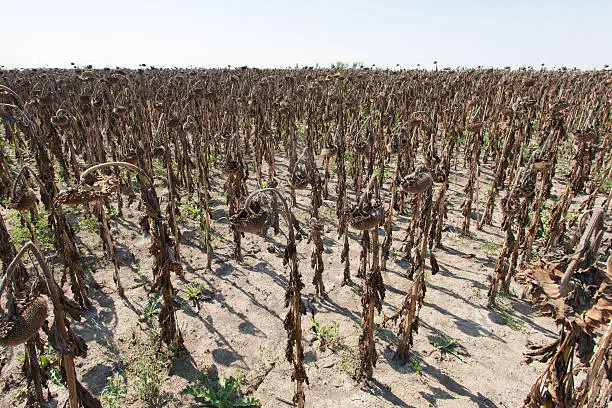 Photo of field of dried sunflowers