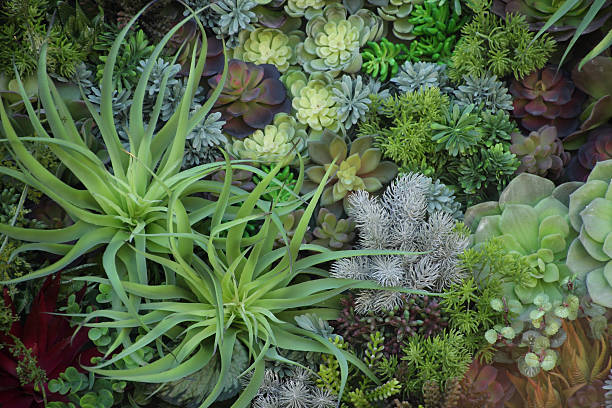 istock Miniature succulent plants, garden in tray, fullframe 494183655