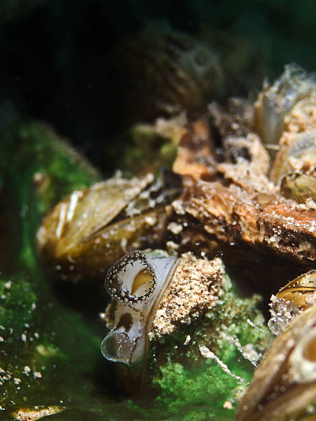 istock Zebra mussel, Wandermuschel (Dreissena polymorpha) 494183963