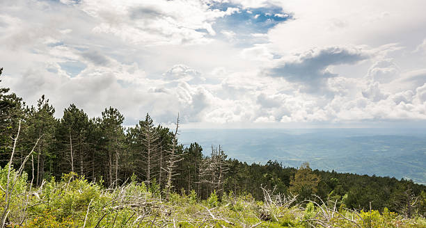 istock Landscape of a mountain forest with trees broken by wind 494184485