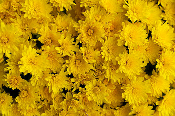 istock Yellow Chrysanthemum mums 494184546