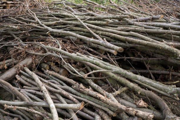 istock Heap of wood on grass 494185347