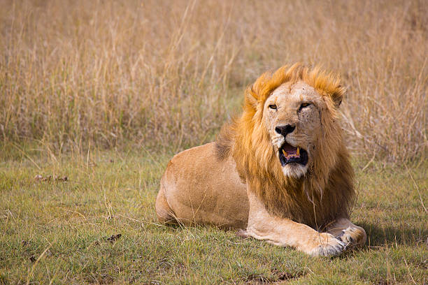 istock lion in serengeti 494185365