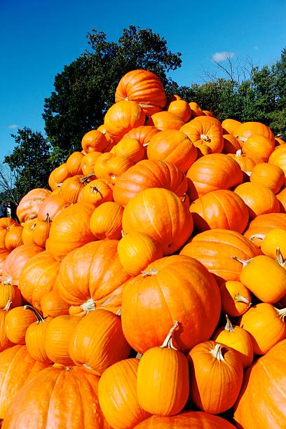 istock Pile of Pumpkins 494186352