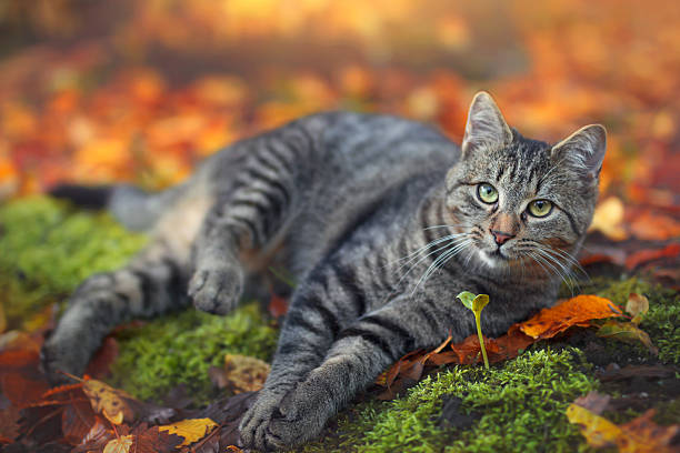 istock Domestic Cat resting in fall leaves 494187218