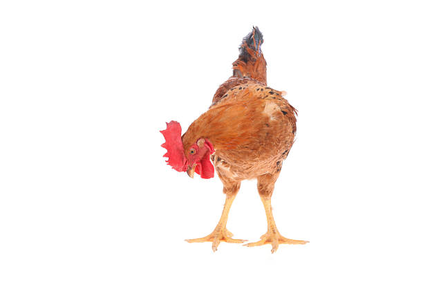 istock Close-up of a cock 494188224