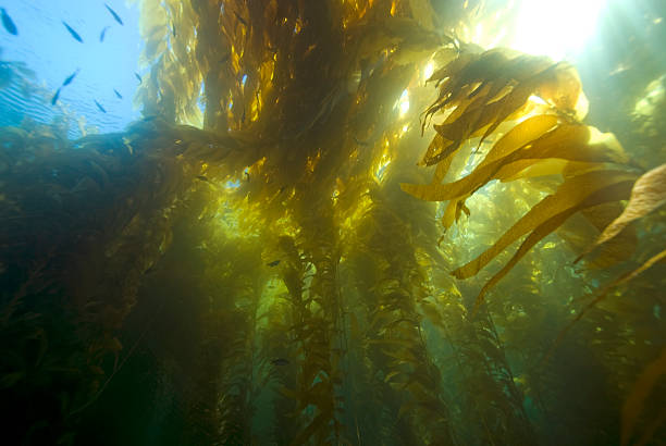 istock Seaweed kelp forest at California reef 494188938