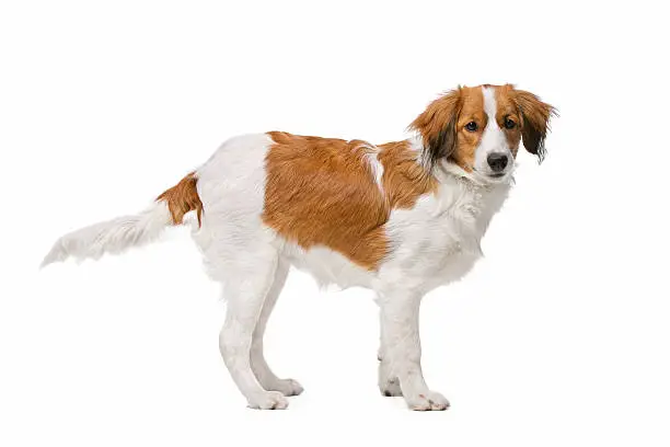 Kooiker dog, Dutch Dog breed, in front of a white background