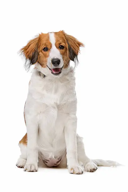 Kooiker dog, Dutch Dog breed, in front of a white background