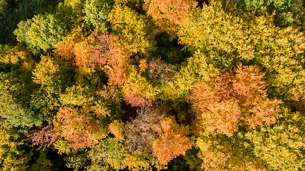 Autumn A forest in Autumn photographed by a drone. nature calendar stock pictures, royalty-free photos & images