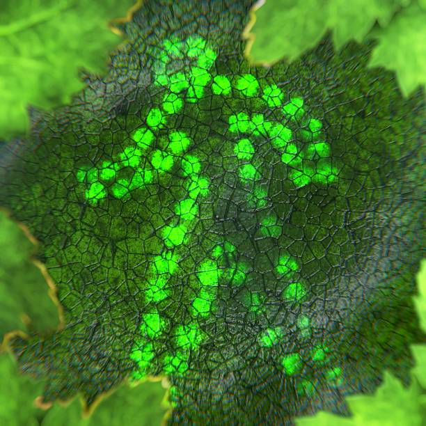 istock Close-up of a pedestrian signal behind a leaf 494190404