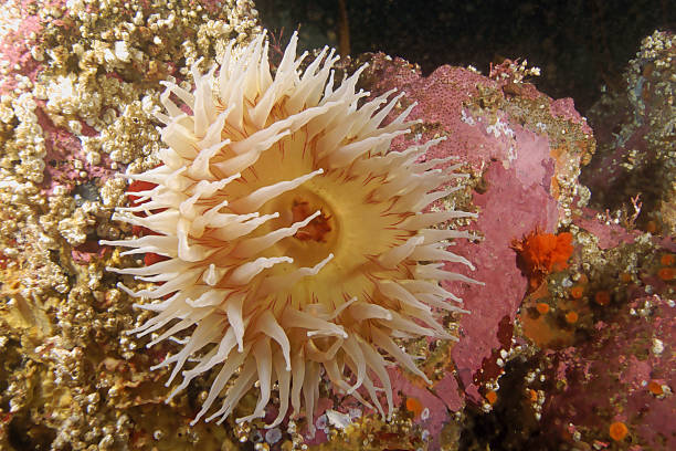 istock Sea anemone at California underwater reef 494191326