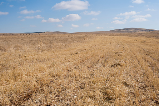 Empty field view.