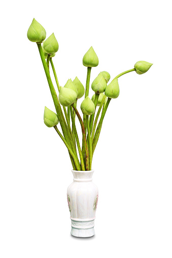 Green lotus in vase isolated on white background
