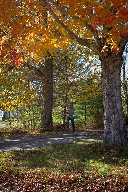 istock Man racking autumn leaves, Nova Scotia, Canada. 494192130