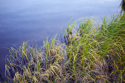 a tall, slender-leaved plant of the grass family, which grows in water or on marshy ground