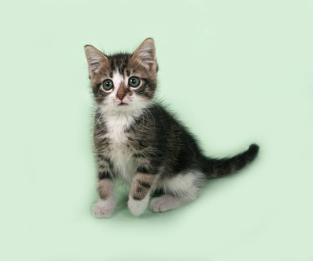 istock White and striped kitten sitting on green 494193650