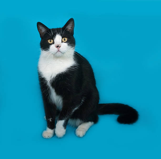 istock White and black cat sitting on blue 494194154