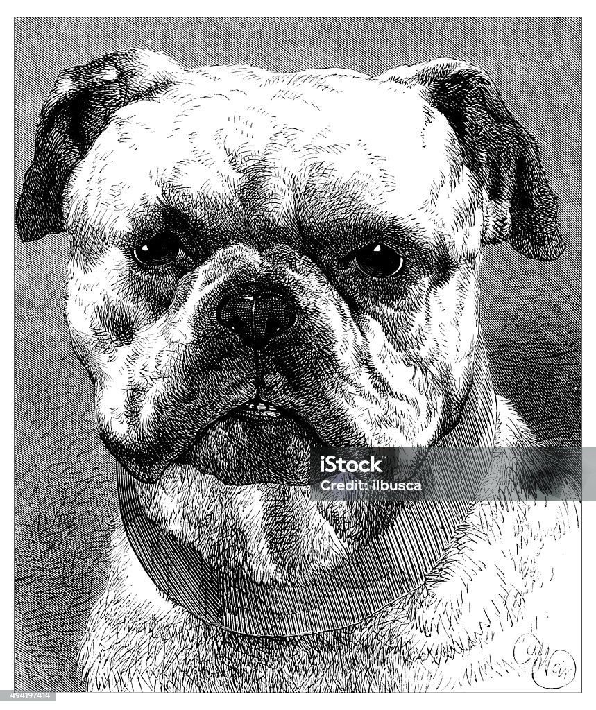 Antique illustration of bulldog 19th Century stock illustration