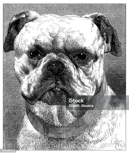 Antique Illustration Of Bulldog Stock Illustration - Download Image Now - 19th Century, 19th Century Style, 2015