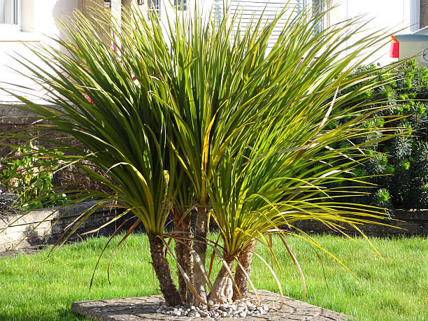 Image of cabbage palm trees / green cordylines growing in clump Photo showing some cabbage palm trees / green cordylines that are growing in a clump after a larger plant was pruned down, causing it to resprout and regenerate. cordyline fruticosa stock pictures, royalty-free photos & images