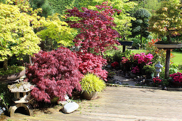 bild von japanischen gärten und bonsai-bäume, ahornbäumen (acers), bodenbelags - nature environmental conservation red japanese maple stock-fotos und bilder