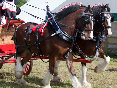 A pair of Clydesdale Horses pulling a dray wagon at an agricultural fair