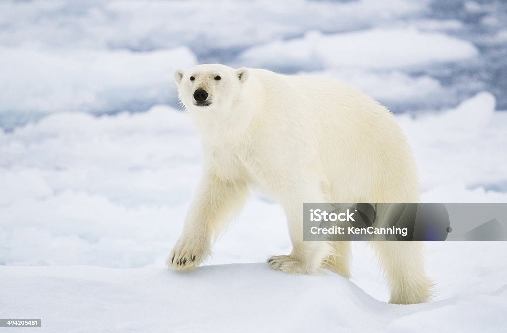 Ours polaire - Photo de Marcher libre de droits