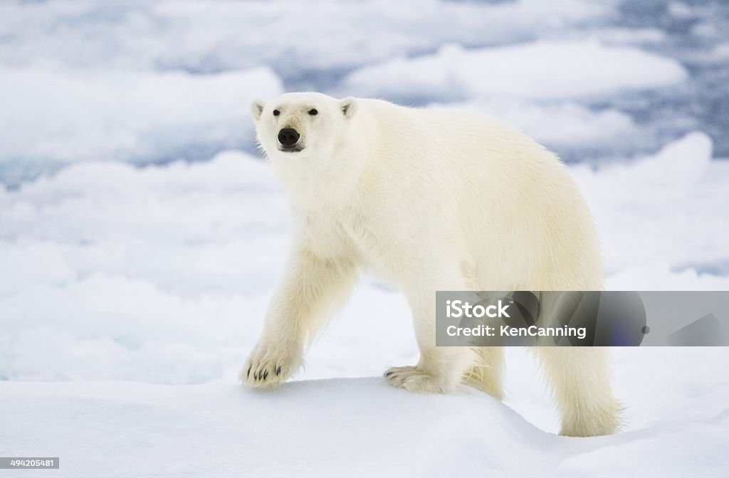 북극곰 - 로열티 프리 걷기 스톡 사진