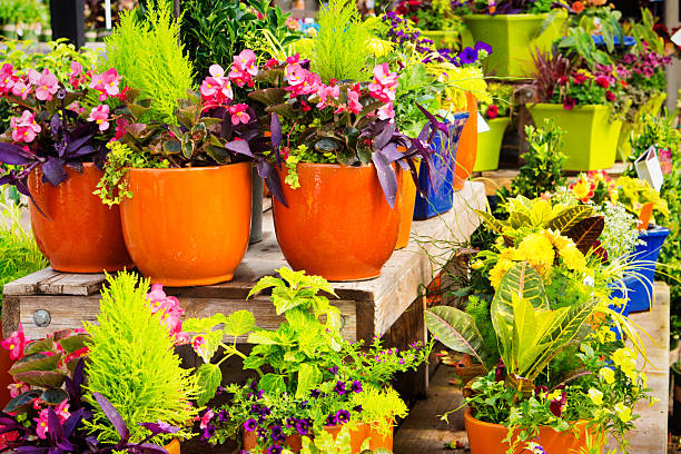 istock Potted Planter in Retail Garden Center 494207077