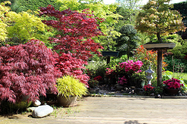 imagem do jardim japonês com árvores bonsai, de maples (acers), terraço - footpath tree japan stepping stone - fotografias e filmes do acervo