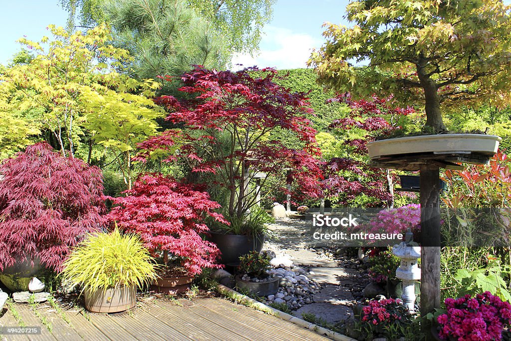 Immagine giardino giapponese con alberi bonsai, maples (acers), bordo piscina - Foto stock royalty-free di Giardino domestico