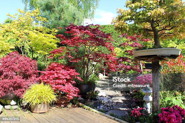 Immagine Giardino Giapponese Con Alberi Bonsai Maples Bordo Piscina - Fotografie stock e altre immagini di Giardino domestico