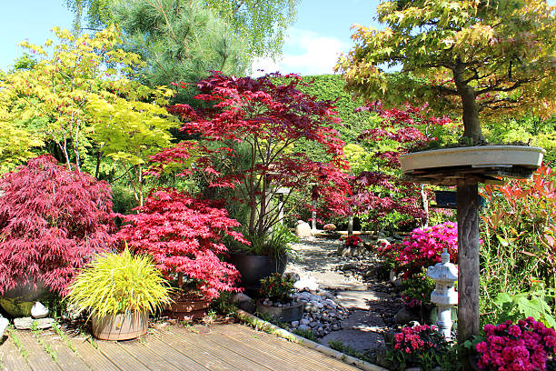 obraz japoński ogród z drzewka bonsai, maples (acers), właśnie - nature environmental conservation red japanese maple zdjęcia i obrazy z banku zdjęć