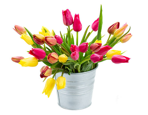 istock Pot with pink and yellow tulips flowers 494208311