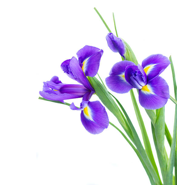 istock blue irise flowers close up 494208315