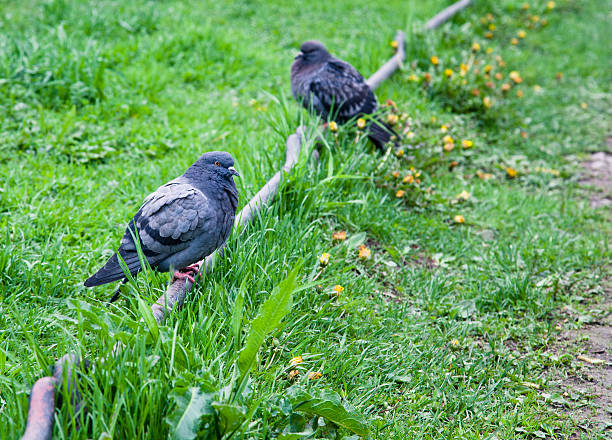 istock Two grey pigeons in the park 494209201