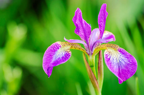 istock Poetic Purple Flower 494209529