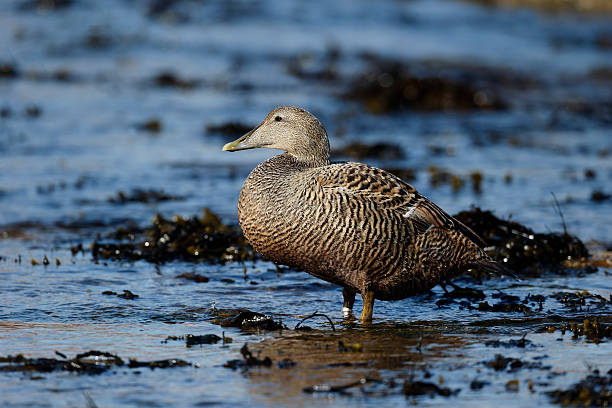 istock Eider duck, Somateria mollissima 494210521