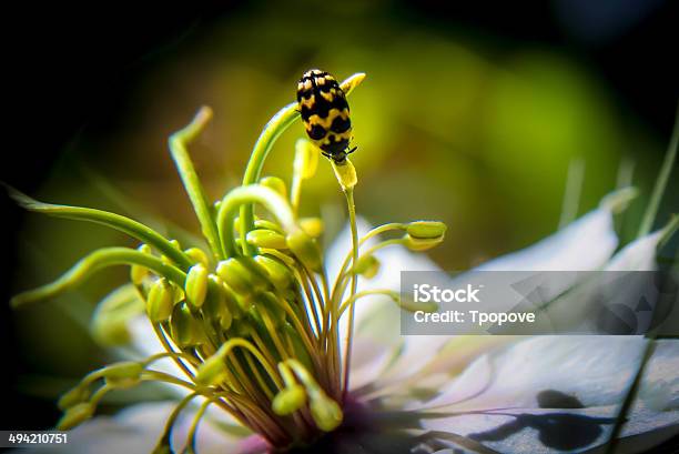 Lady Stock Photo - Download Image Now - Extreme Close-Up, Flower, Horizontal