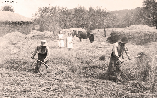 Farmers threshing wheat animals. Vintage 1930. Country house. Two girls looking at the work of farmers.