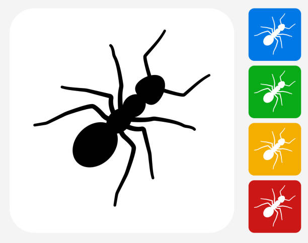 Ants Icon Flat Graphic Design Ants Icon. This 100% royalty free vector illustration features the main icon pictured in black inside a white square. The alternative color options in blue, green, yellow and red are on the right of the icon and are arranged in a vertical column. animal antenna stock illustrations