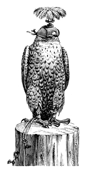 Antique illustration of hooded peregrine