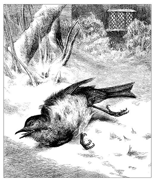 Antique illustration of dead bird Antique illustration of dead bird dead bird stock illustrations