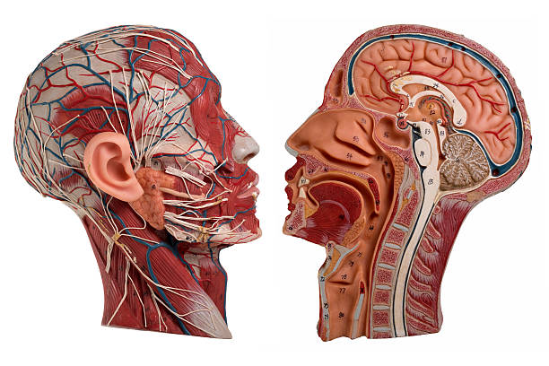 istock Human Face Anatomy isolated on white 494213780